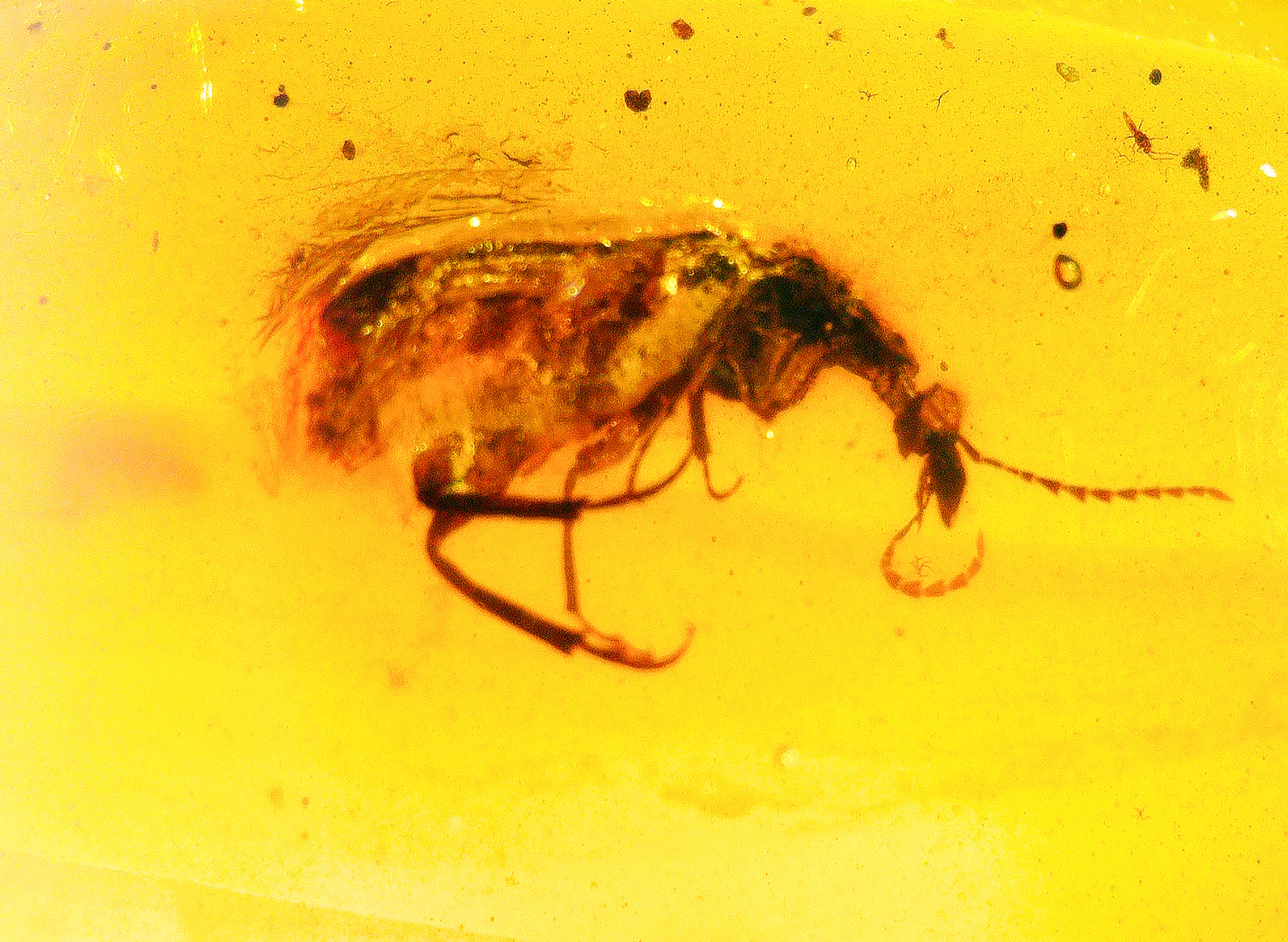 Burmese amber with beetle inclusion under a microscope