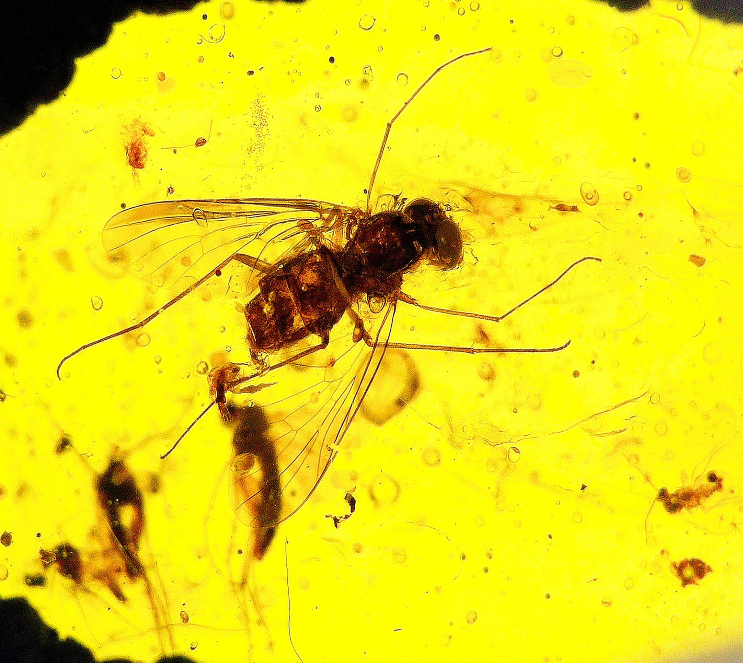 Burmese amber with diptera inclusion under a microscope