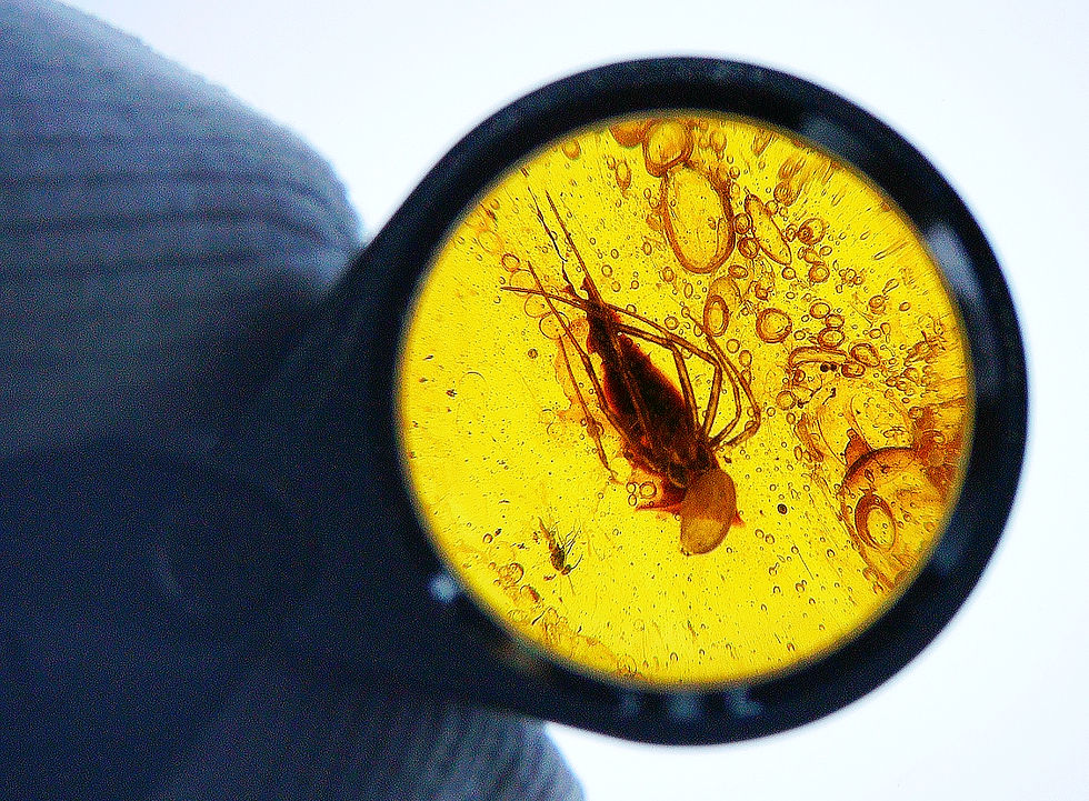 Thumbnail: Dominican amber with Araneae inclusion under 30x loupe