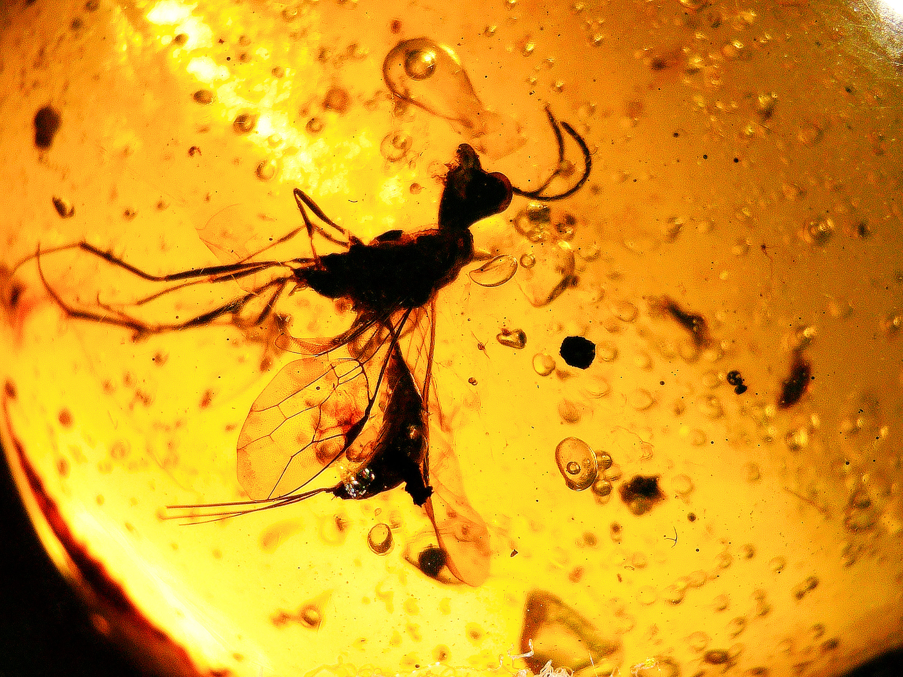 Burmese amber with wasp hymenoptera inclusion under a microscope