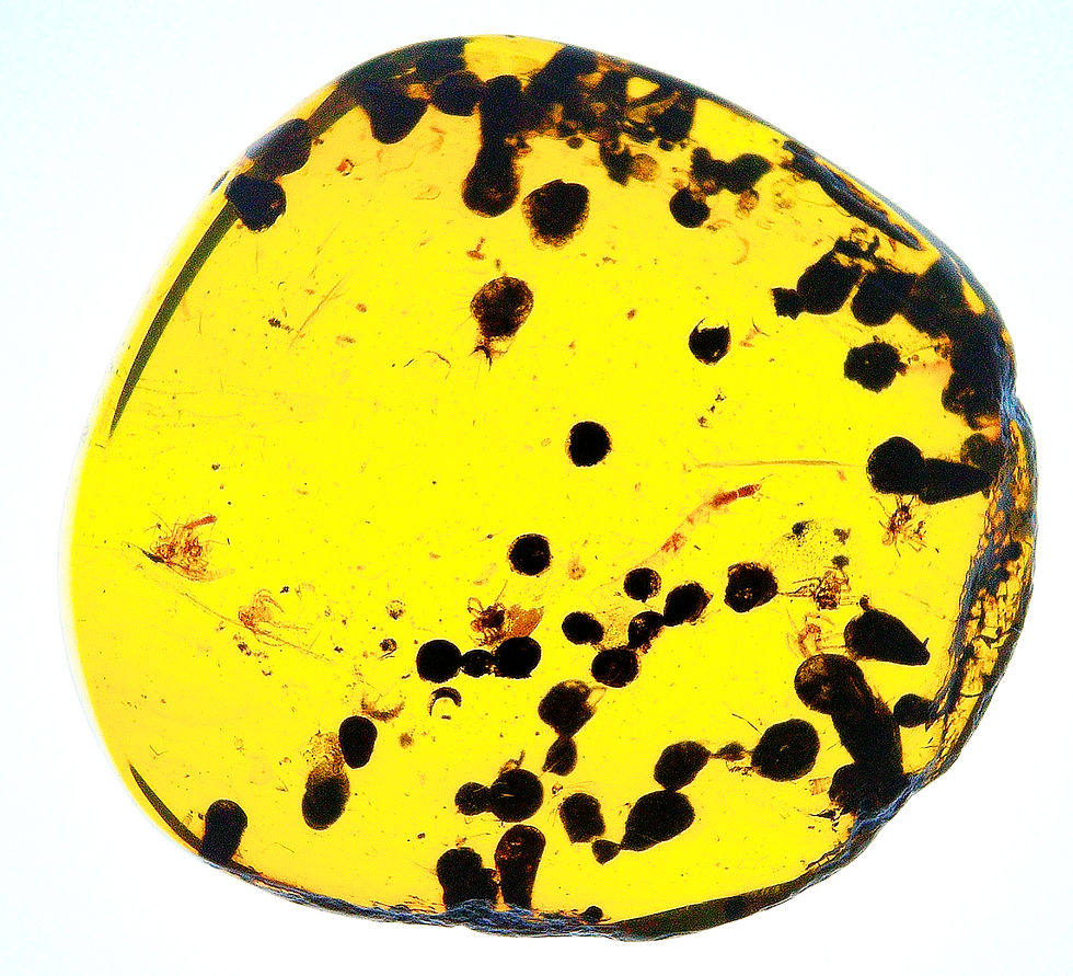 Burmese amber with juvenile spiders inclusion displayed on a light board