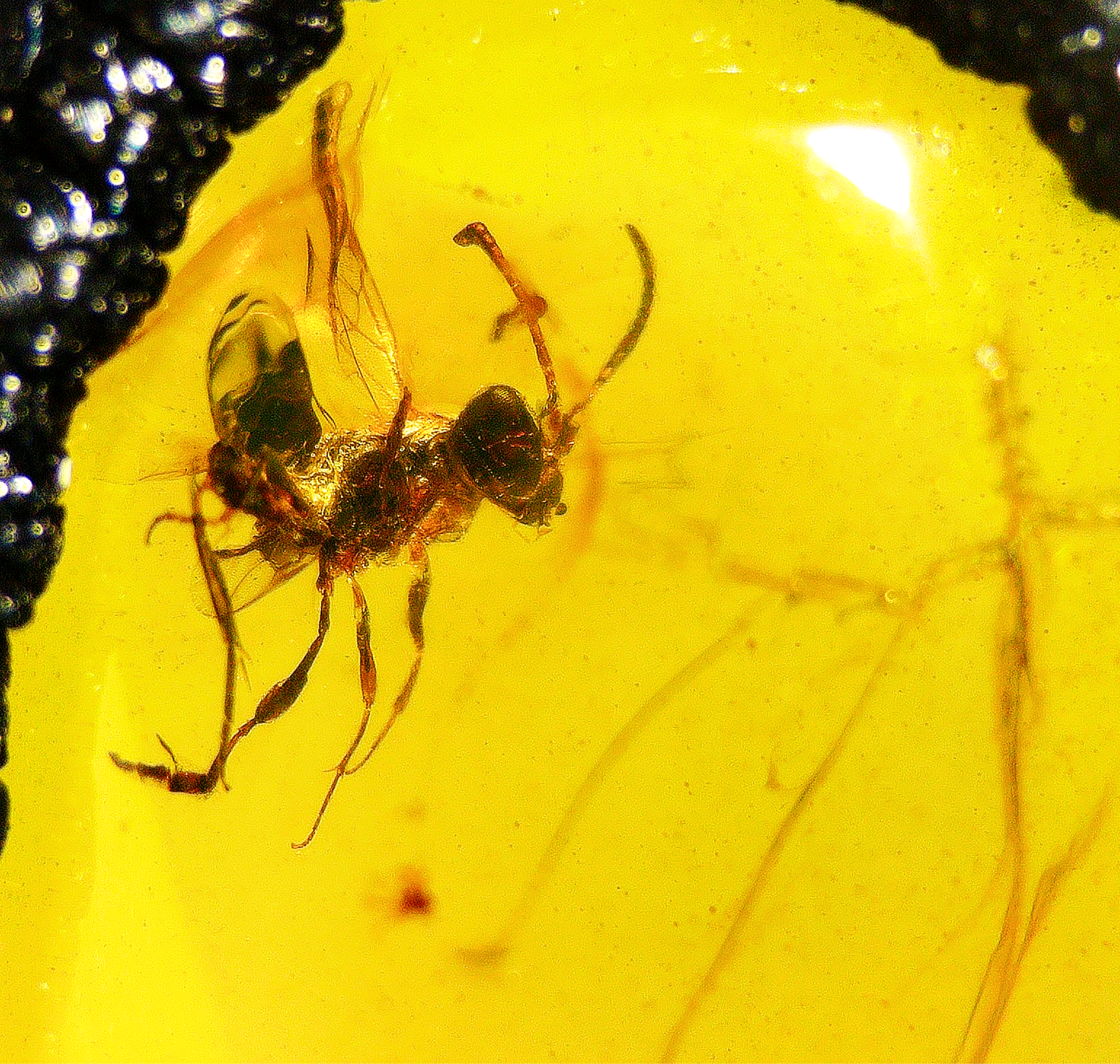 Burmese amber with beetle and wasp inclusion under a microscope