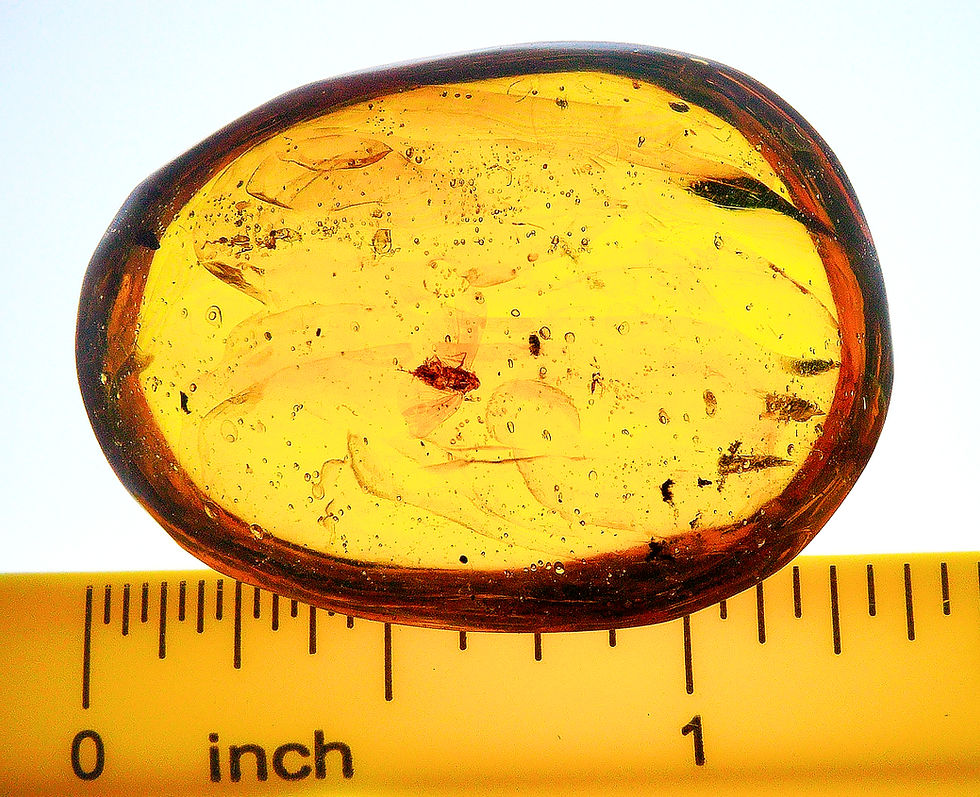 Thumbnail: Burmese amber with centered fly inclusion next to a ruler