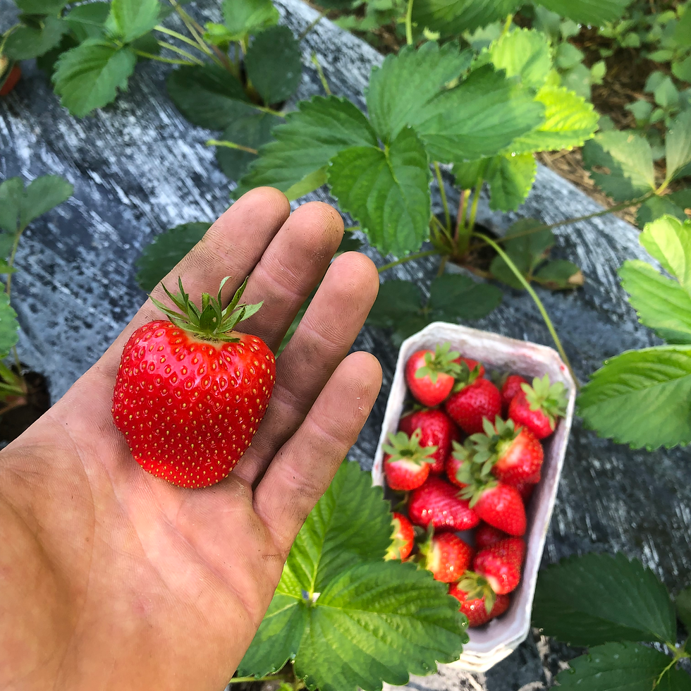 Miniatura: Confettura di fragole 85%