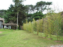 pisarri (3)
