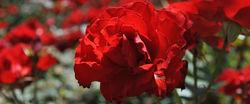 simple_img_4