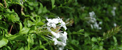 simple_img_3