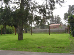 escalpelo