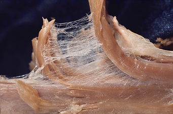 fascia connective tissue restriction