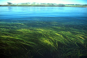Seagrass_Cover.jpg