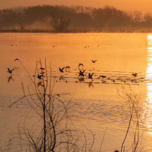 Migration