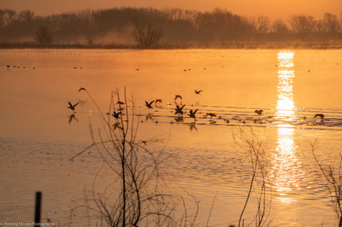 Migration