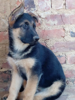 German Shepherds Riding School