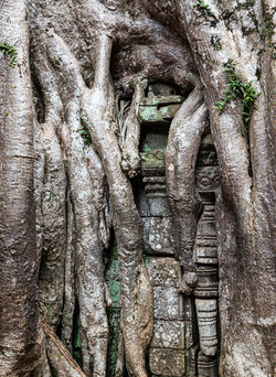 Ta Prohm