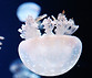 Jellyfish in Aquarium