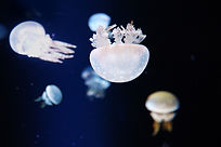 Jellyfish in Aquarium