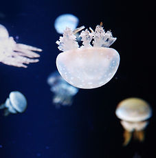 Bioluminescent jellyfish float in a dark blue sea. Cover for essay by Jamie L