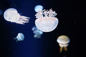 Jellyfish in Aquarium