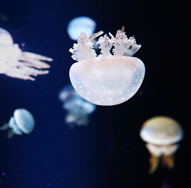 Jellyfish in Aquarium
