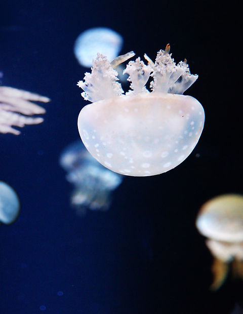 Jellyfish in Aquarium