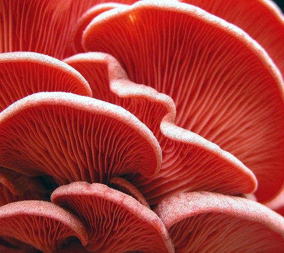 pinks-09.jpg