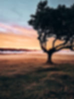 Golden sunset over a picturesque laurel forest at Fanal viewpoint in Madeira, with the rolling hills of Paul da Serra visible in the background.