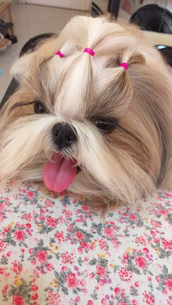 Shihtzu