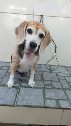 Beagle