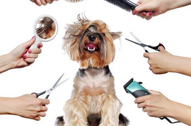 pet-groomer-beleza-estetica-banho-tosa-1