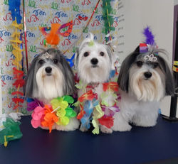 Carnaval