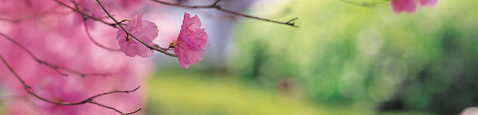 Cherry Tree