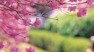 Cherry Tree