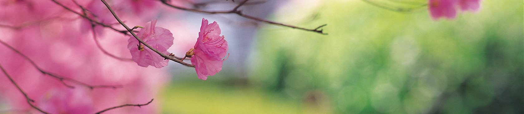 Kersenboom