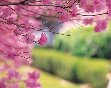 almond blossom