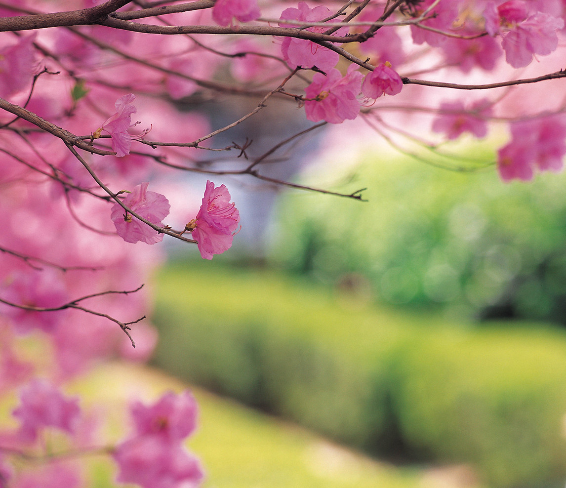Cherry Tree