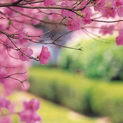 Kersenboom