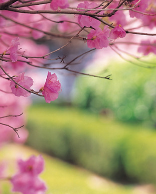 Cherry Tree