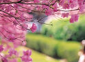 Cherry Tree