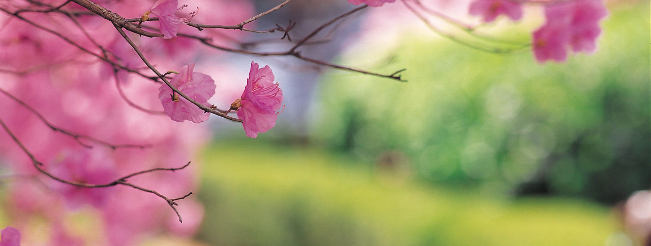 Cherry Tree