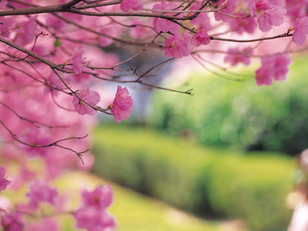 自主レクリエーション🌸お花見🌸