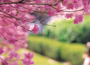 Cherry Tree