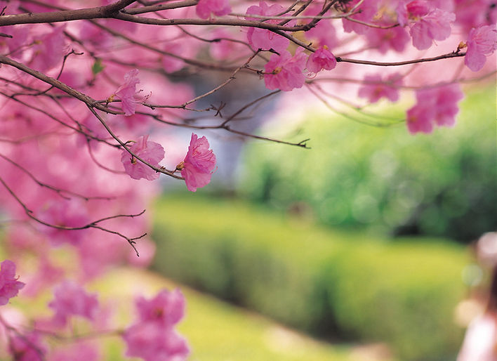 Cherry Tree