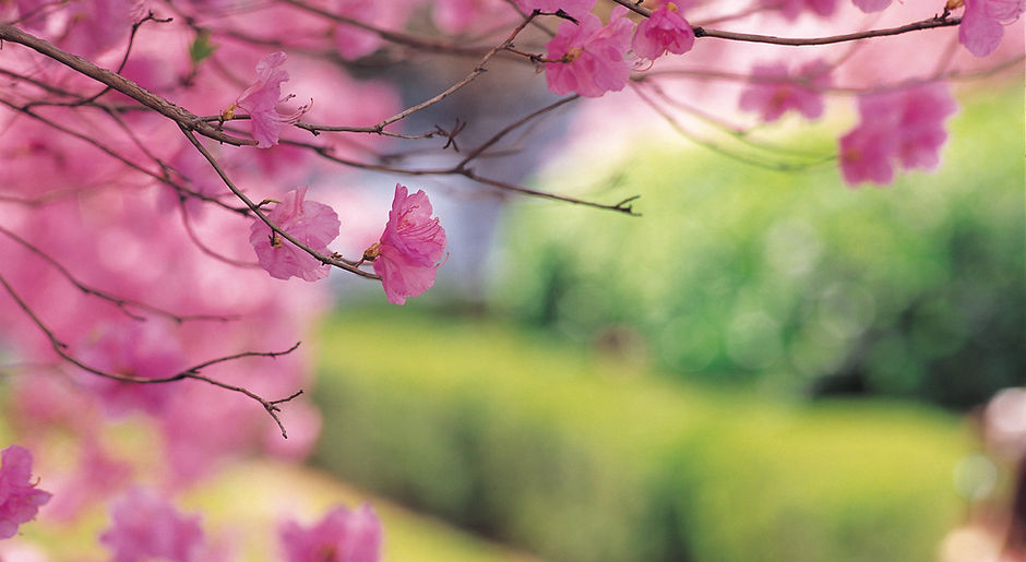 Cherry Tree
