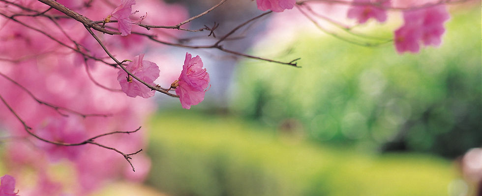 Cherry Tree
