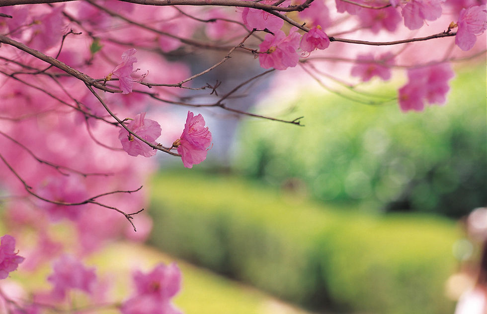 Cherry Tree