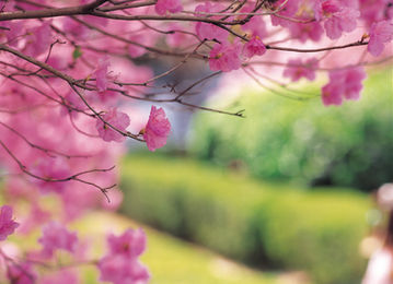 Cherry Tree