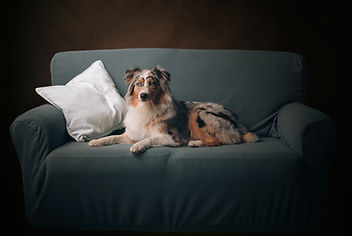 ritratto di un cane sdraiato sul divano