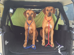 Bolt and Maverick - Copy