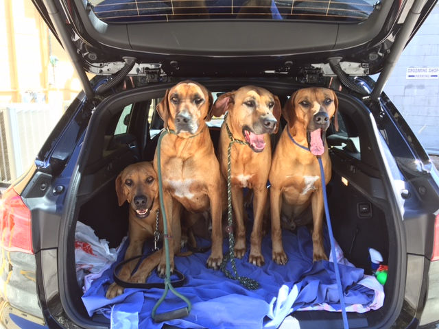 Rhodesians Car Ride