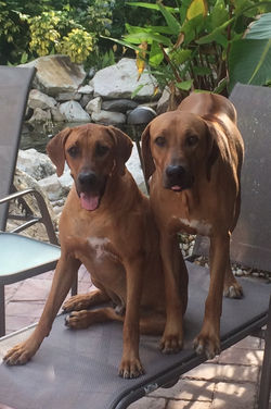 Gunner and Bolt(1) - Copy